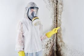 Best Mold Damage Restoration in West Hill, OH